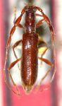  Hadroibidion vulgare