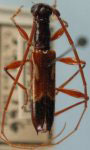  Heterachthes dimidiatus