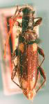  Heterachthes leucoacnus