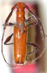  Heterocompsa truncaticornis