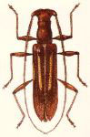  Homaloidion pinacopterum