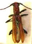  Microibidion muticum