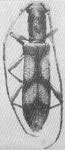  Minibidion aquilonium