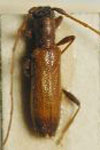  Minibidion bondari