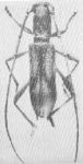  Minibidion confine