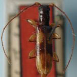  Minibidion craspedum