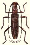  Minibidion punctipenne