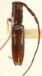  Neocompsa pysma