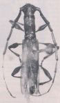  Neocompsa santarensis