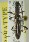 Neocompsa turnbowi