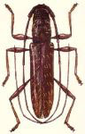  Neoibidion comatum