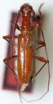  Perissomerus flammeus