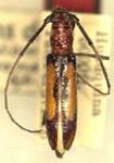  Prothoracibidion flavozonatum