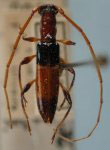  Stenoidion corallinum chapadense