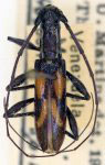  Thoracibidion franzae