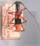  Thoracibidion ruficaudatum