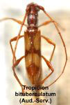  Tropidion bituberculatum