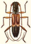  Tropidion inerme