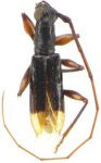  Tropidion terminatum