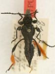 Acyphoderes rubrohirsutotibialis