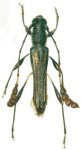 Antennommata costata