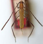 Chariergodes carinicollis