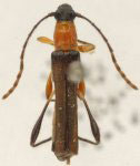 Chrysaethe atrocephala