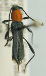 Chrysaethe aureicollis