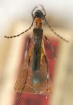 Eclipta bipunctata