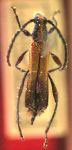 Eclipta bistriaticollis