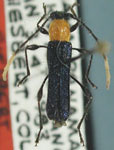 Giesberteclipta costipennis