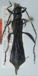 Isthmiade vitripennis