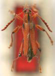 Neoregostoma erythrocallum