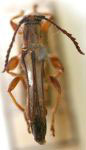 Odontocera armipes