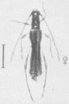 Odontocera flavirostris