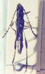 Ecliptoides pusilla