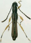 Paraeclipta cabrujai