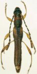 Paraeclipta clementecruzi