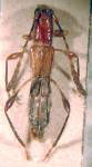 Parischasia ligulatipennis