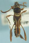 Phespia simulans