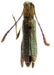 Rhopalessa hirticollis