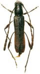 Rhopalessa subandina