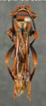 Sphecomorpha rufa