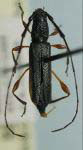 Cycnoderus (Cycnoderus) brevicolle