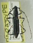 Cycnoderus (Cycnoderus) lividus