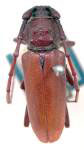 Aegoidus peruvianus