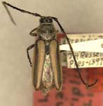 Amannus atriplicis
