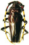 Ancylosternus annulicorne