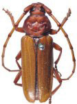 Andraegoidus distinguendus