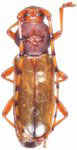 Andraegoidus translucidus